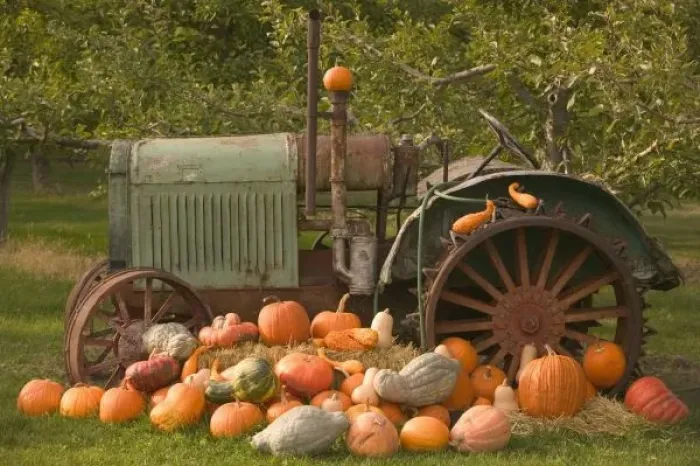 Framed Print : CANADA, British Columbia, Keremeos. Autumn / Harvest / Pumpkins, Okanagan Valley Framed Print : CANADA, British Columbia, Keremeos. Autumn / Harvest / Pumpkins, Okanagan Valley