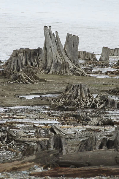 Canada: British Columbia, Kinbasket Lake Resort, west shore of lake, tree stumps