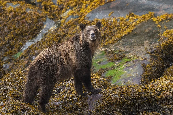 Canada, British Columbia, Knight Inlet. Grizzly bear in the intertidal zone