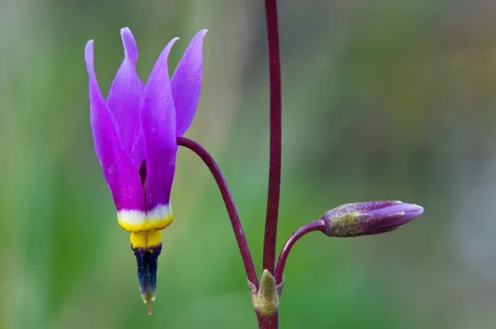 Framed Print : Canada, British Columbia, Kootenay National Park. Common shooting star flower close-up Framed Print : Canada, British Columbia, Kootenay National Park. Common shooting star flower close-up
