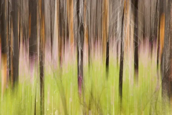 Framed Print : Canada, British Columbia. Motion blur of grass and trees Framed Print : Canada, British Columbia. Motion blur of grass and trees