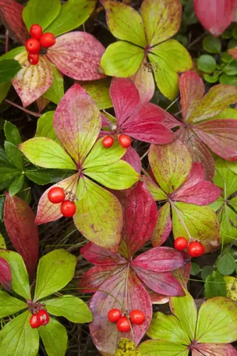 Framed Print : Canada, British Columbia, Mount Robson Provincial Park. Close-up of bunchberry leaves Framed Print : Canada, British Columbia, Mount Robson Provincial Park. Close-up of bunchberry leaves