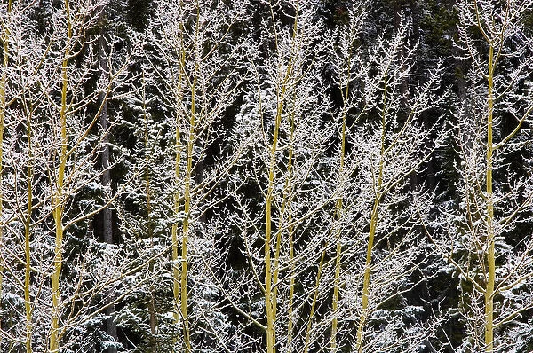 Canada, British Columbia, Mt. Robson Provincial Park. Hoarfrost on aspen trees