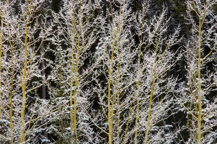 Framed Print : Canada, British Columbia, Mt. Robson Provincial Park. Hoarfrost on aspen trees Framed Print : Canada, British Columbia, Mt. Robson Provincial Park. Hoarfrost on aspen trees