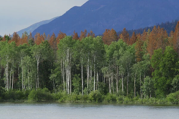 Canada: British Columbia, near Barriere, North Thompson River, aspen trees, dead