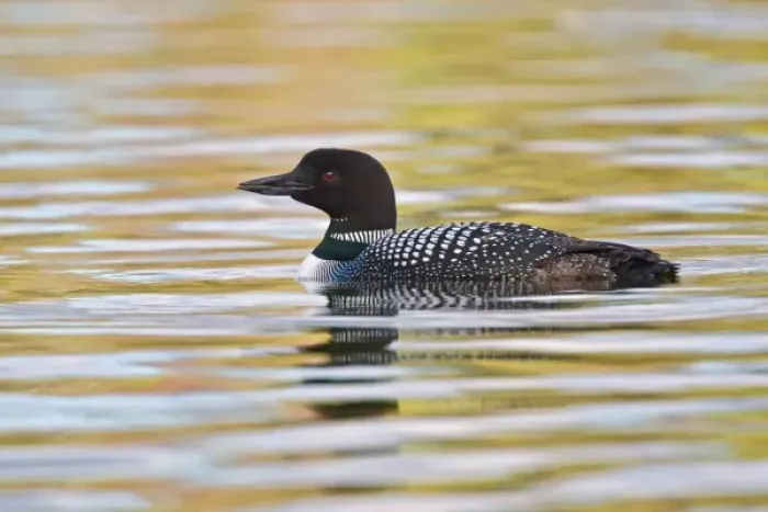 Framed Print : Canada, British Columbia near Kamloops, Common Loon (Gavia immer) on lake at sunrise Framed Print : Canada, British Columbia near Kamloops, Common Loon (Gavia immer) on lake at sunrise