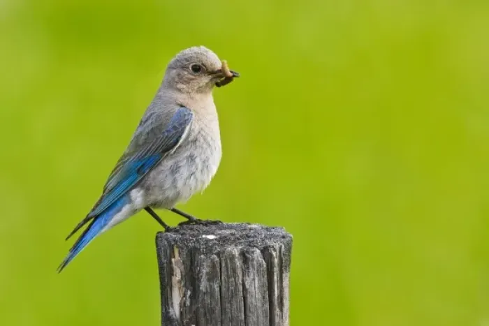Framed Print : Canada, British Columbia near Kamloops, Mountain Bluebird (Sialia currucoides) adult Framed Print : Canada, British Columbia near Kamloops, Mountain Bluebird (Sialia currucoides) adult