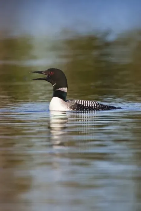 Framed Print : Canada, British Columbia near Kamloops, Common Loon (Gavia immer) calling on lake, June