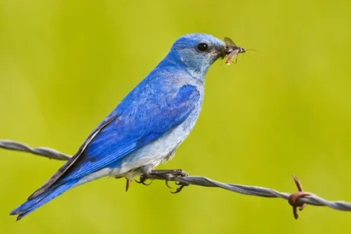 Framed Print : Canada, British Columbia near Kamloops, Mountain Bluebird (Sialia currucoides) adult