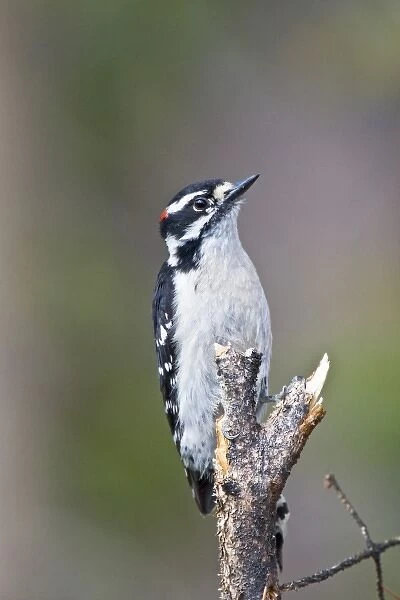 Canada, British Columbia near Kamloops, Downy Woodpecker (Picoides pubescens) male, June
