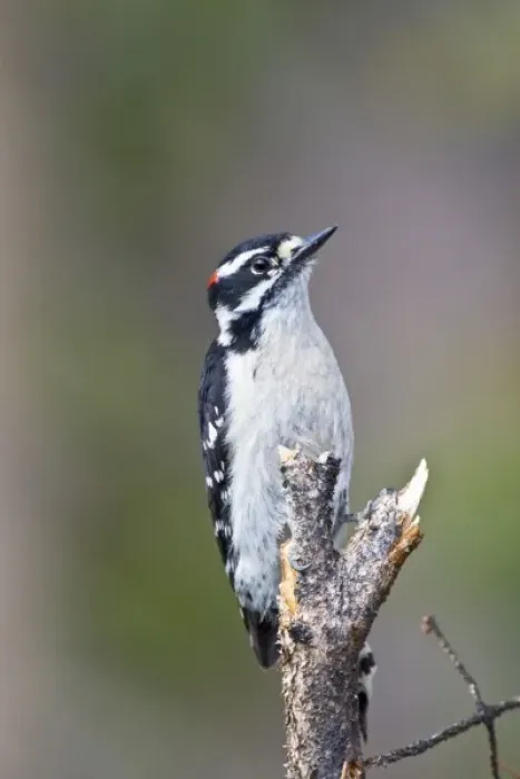 Framed Print : Canada, British Columbia near Kamloops, Downy Woodpecker (Picoides pubescens) male, June Framed Print : Canada, British Columbia near Kamloops, Downy Woodpecker (Picoides pubescens) male, June