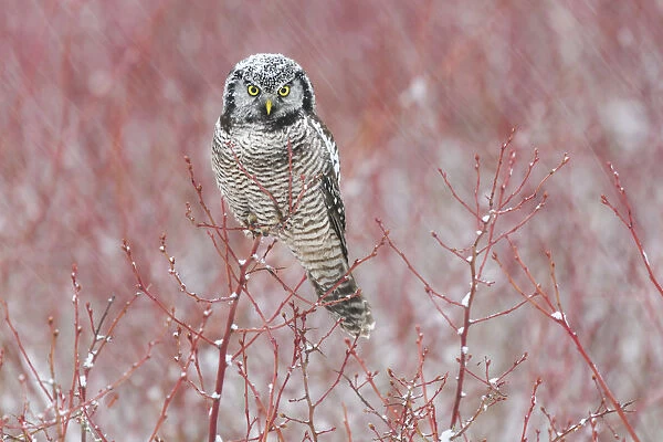 Canada, British Columbia. Northern hawk owl perched on blueberry bush