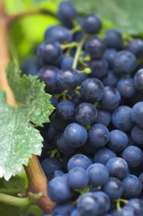 Framed Print : Canada, British Columbia, Okanagan Valley, Merlot Grapes (Selective Focus) Framed Print : Canada, British Columbia, Okanagan Valley, Merlot Grapes (Selective Focus)