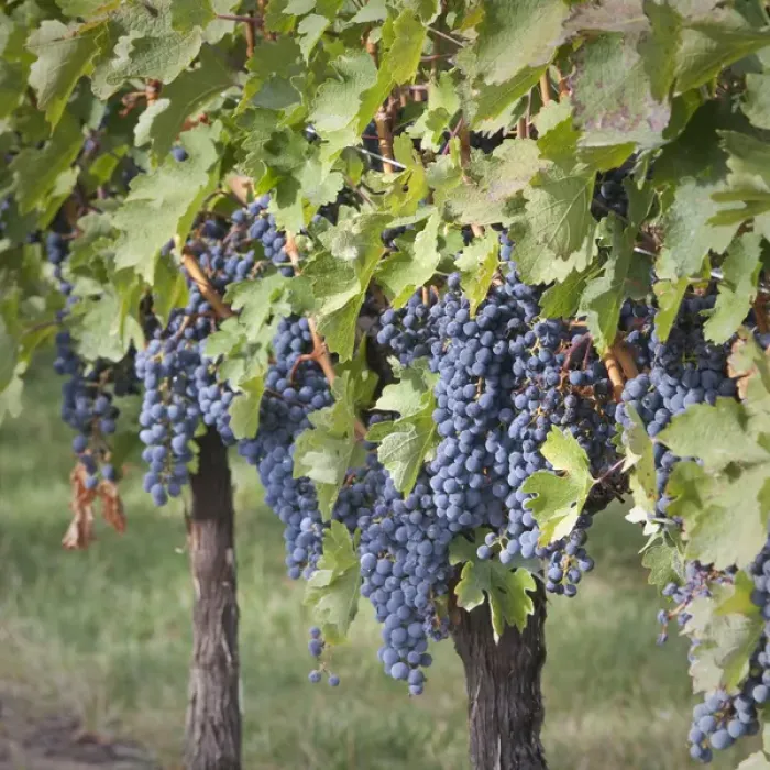 Framed Print : Canada, British Columbia, Osoyoos. View of purple grapes in vinyards