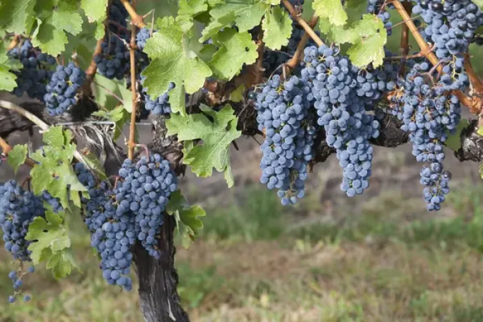 Framed Print : Canada, British Columbia, Osoyoos. View of purple grapes in vinyards