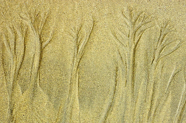 Canada, British Columbia, Pacific Rim National Park. Sand patterns on Pacific Ocean beach