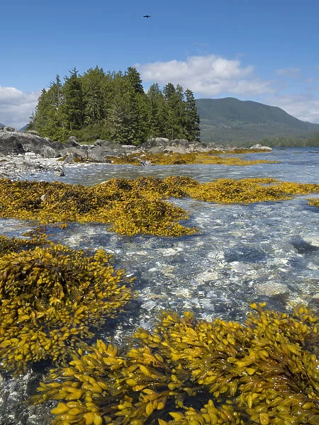 Canada, British Columbia, Pacific Rim National Park. Broken Islands Marine Park