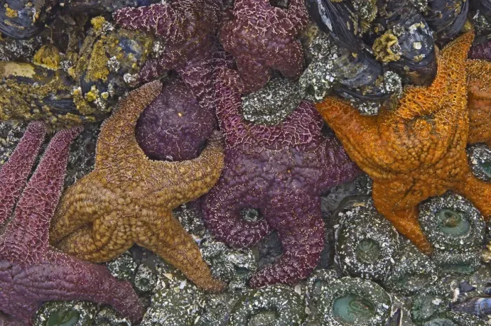 Framed Print : Canada, British Columbia, Pacific Rim National Park. Starfish on beach at low tide Framed Print : Canada, British Columbia, Pacific Rim National Park. Starfish on beach at low tide