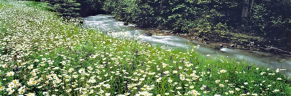 Canada, British Columbia, Radium Hot Springs. A multitude of daisies surround Radium Hot Springs