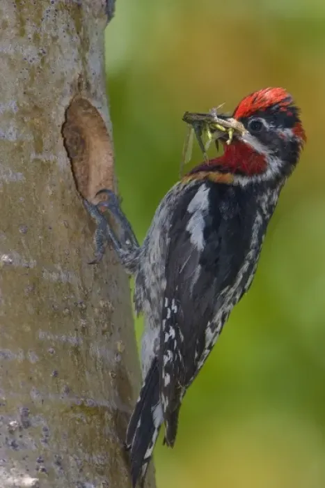 Framed Print : Canada, British Columbia, Red-naped Sapsucker, male, food, nest Framed Print : Canada, British Columbia, Red-naped Sapsucker, male, food, nest