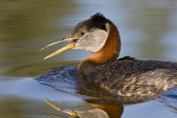 Canada, British Columbia, Red-necked Grebe (Podiceps grisegena) adult swimming in lake
