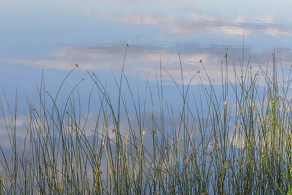 Canada, British Columbia. Reeds in Lac Le Jeune