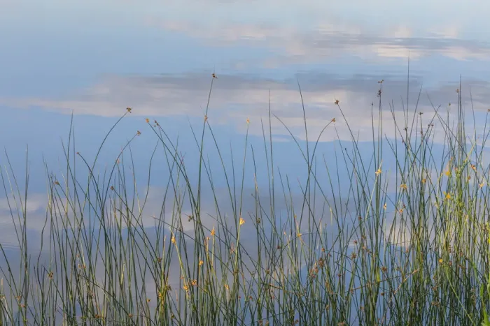 Framed Print : Canada, British Columbia. Reeds in Lac Le Jeune