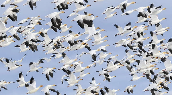 Canada, British Columbia. Reifel Bird Sanctuary, Snow geese flock in flight