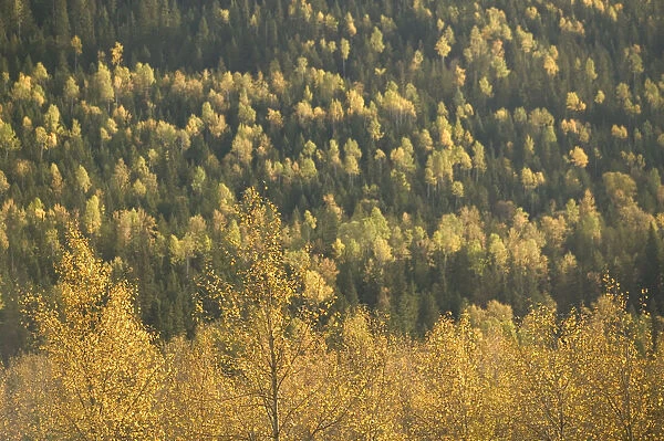 02. CANADA, British Columbia, Revelstoke Area. Autumn Foliage, Glacier National Park