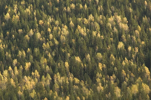 02. CANADA, British Columbia, Revelstoke Area. Autumn Foliage, Glacier National Park