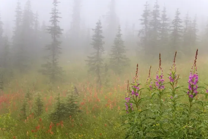Framed Print : Canada, British Columbia, Revelstoke National Park. Misty meadow scenic. Credit as Framed Print : Canada, British Columbia, Revelstoke National Park. Misty meadow scenic. Credit as