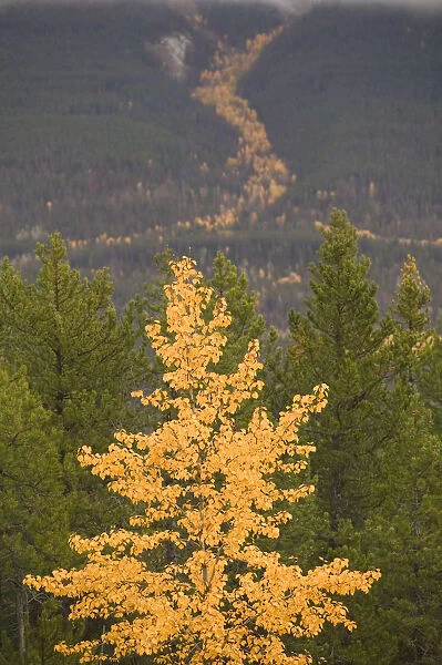 02. CANADA, British Columbia, The Rockies. Kootenay National Park, Autumn Foliage
