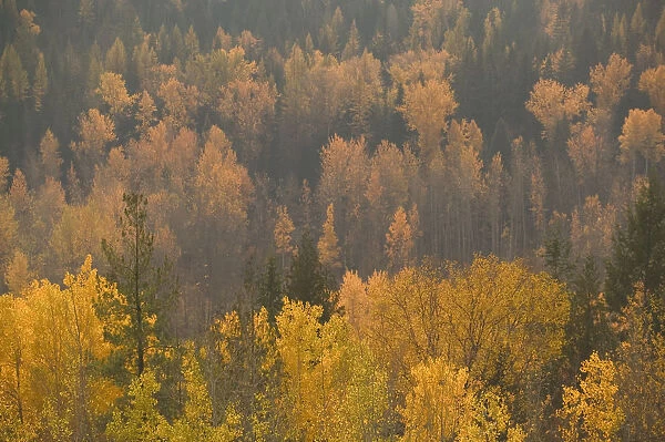 02. CANADA, British Columbia, Rossland. Autumn Foliage. Former Mining, now Ski Town