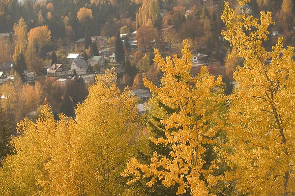 02. CANADA, British Columbia, Rossland. Autumn Foliage. Former Mining, now Ski Town