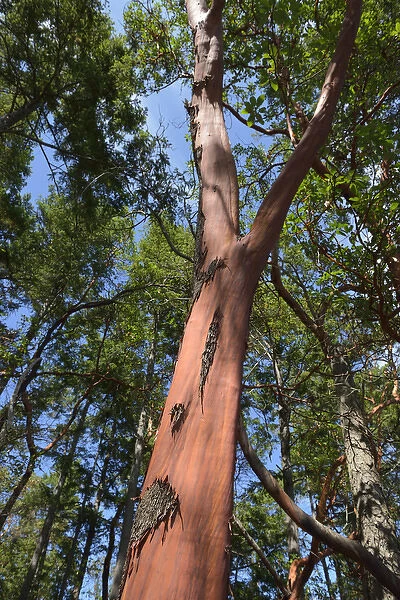 Canada, British Columbia, Russell Island. Arbutus tree (Arbutus menziesii)