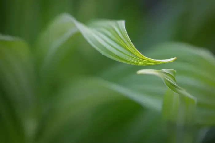 Framed Print : Canada, British Columbia, Selkirk Mountains. False hellebore leaves close-up. ©Don Paulson / Jaynes Gallery / DanitaDelimont.com Framed Print : Canada, British Columbia, Selkirk Mountains. False hellebore leaves close-up. ©Don Paulson / Jaynes Gallery / DanitaDelimont.com