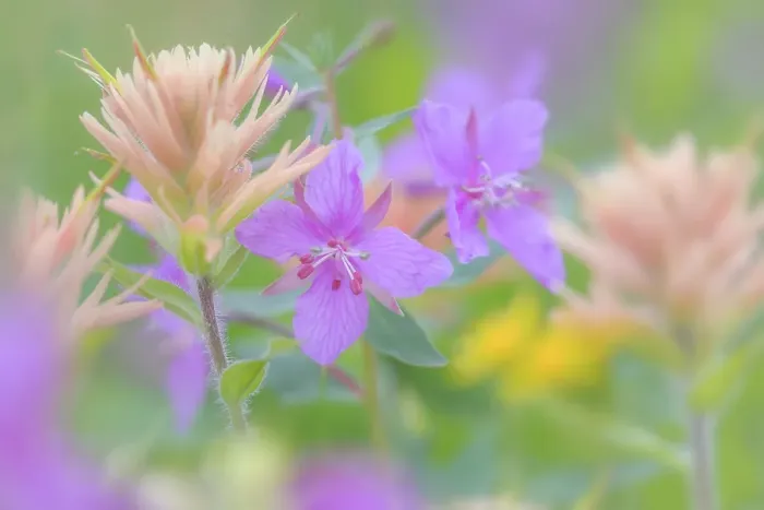 Framed Print : Canada, British Columbia, Selkirk Mountains. Close-up of river beauty and Indian paintbrush flowers. ©Don Paulson  /  Jaynes Gallery  /  DanitaDelimont.com