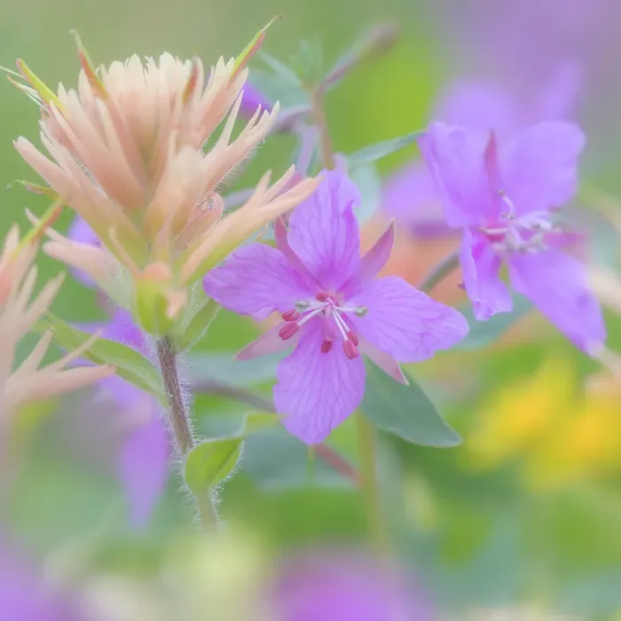 Framed Print : Canada, British Columbia, Selkirk Mountains. Close-up of river beauty and Indian paintbrush flowers. ©Don Paulson  /  Jaynes Gallery  /  DanitaDelimont.com