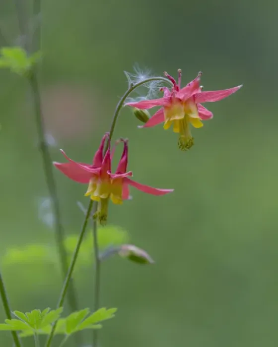 Framed Print : Canada, British Columbia. Sitka columbine flower