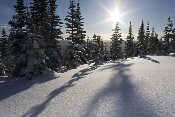 Canada, British Columbia, Smithers. Snow-laden spruce trees cast shadows across sunlit snow