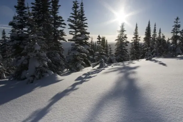 Framed Print : Canada, British Columbia, Smithers. Snow-laden spruce trees cast shadows across sunlit snow
