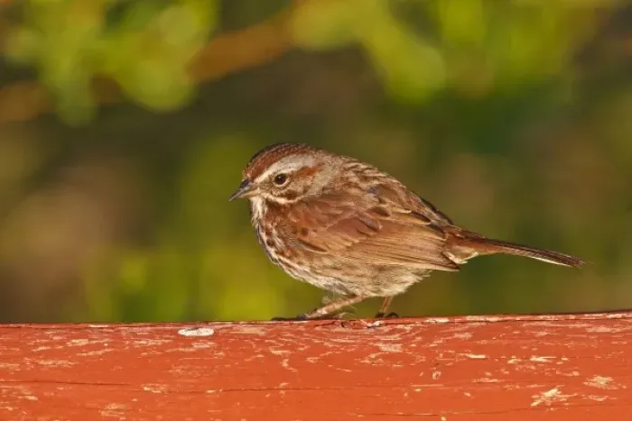 Framed Print : Canada, British Columbia, Song Sparrow (Melospiza melodia) on bridge raining, on cattail