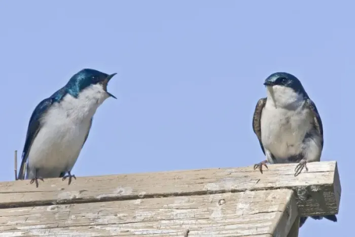 Framed Print : Canada, British Columbia, Tree Swallows (Tachycineta bicolor) pair perched on bird house Framed Print : Canada, British Columbia, Tree Swallows (Tachycineta bicolor) pair perched on bird house