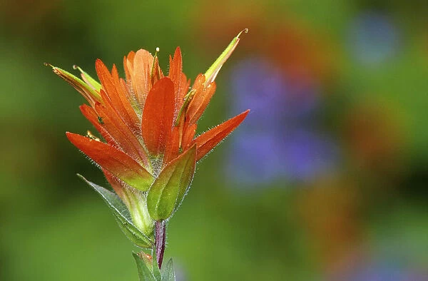 Canada, British Columbia, Valemount. Indian paintbrush flower close-up