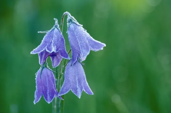 Framed Print : Canada, British Columbia, Valemount. Forest on harebell flowers Framed Print : Canada, British Columbia, Valemount. Forest on harebell flowers
