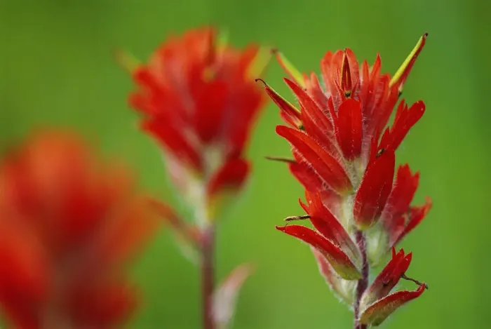 Framed Print : Canada, British Columbia, Valemount. Indian paintbrush flowers close-up