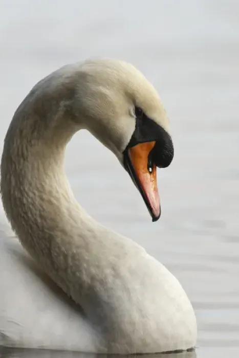 Framed Print : Canada, British Columbia, Vancouver, Stanley Park, Mute Swan (Cygnus olor)
