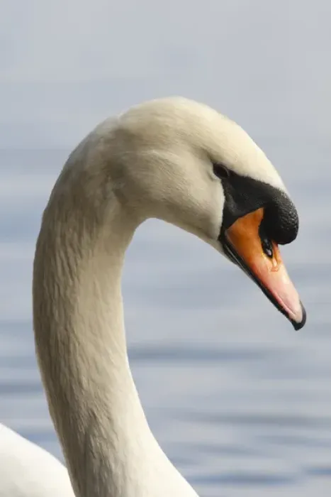 Framed Print : Canada, British Columbia, Vancouver, Stanley Park, Mute Swan (Cygnus olor)
