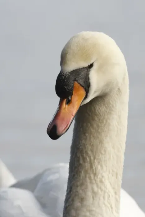 Framed Print : Canada, British Columbia, Vancouver, Stanley Park, Mute Swan (Cygnus olor)