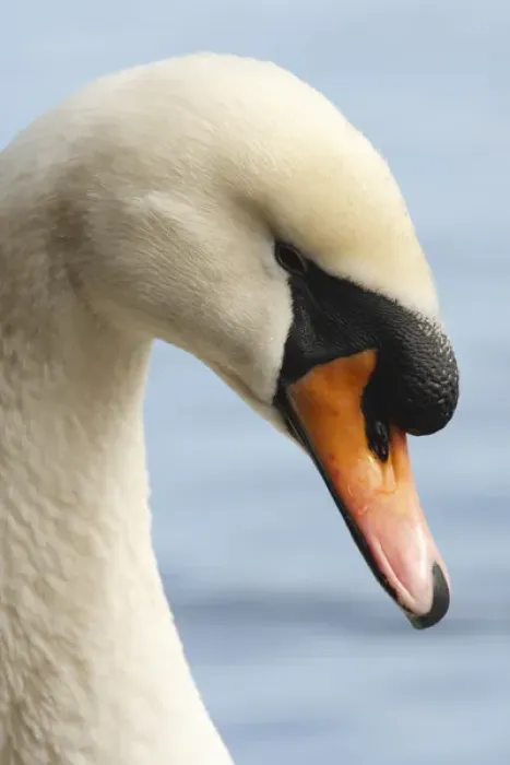 Framed Print : Canada, British Columbia, Vancouver, Stanley Park, Mute Swan (Cygnus olor)